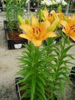 [1675 Talisker No02.JPG]